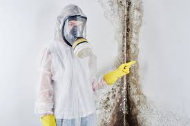 Best Environmental Consulting for Mold Prevention  in Camden, OH